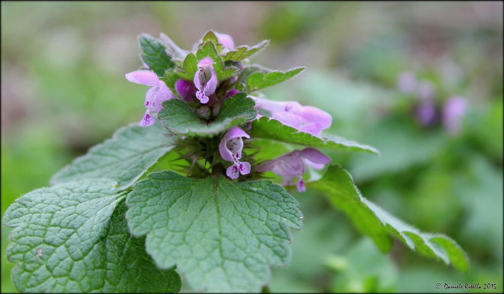 Lamium purpureum